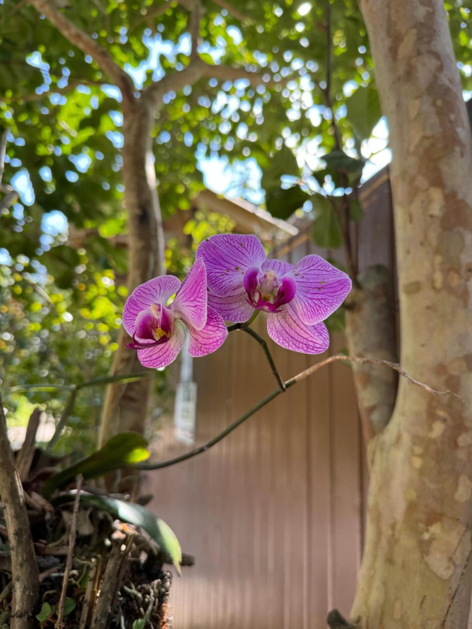 Morada Das Orquideas Guarda do Embau Exterior photo